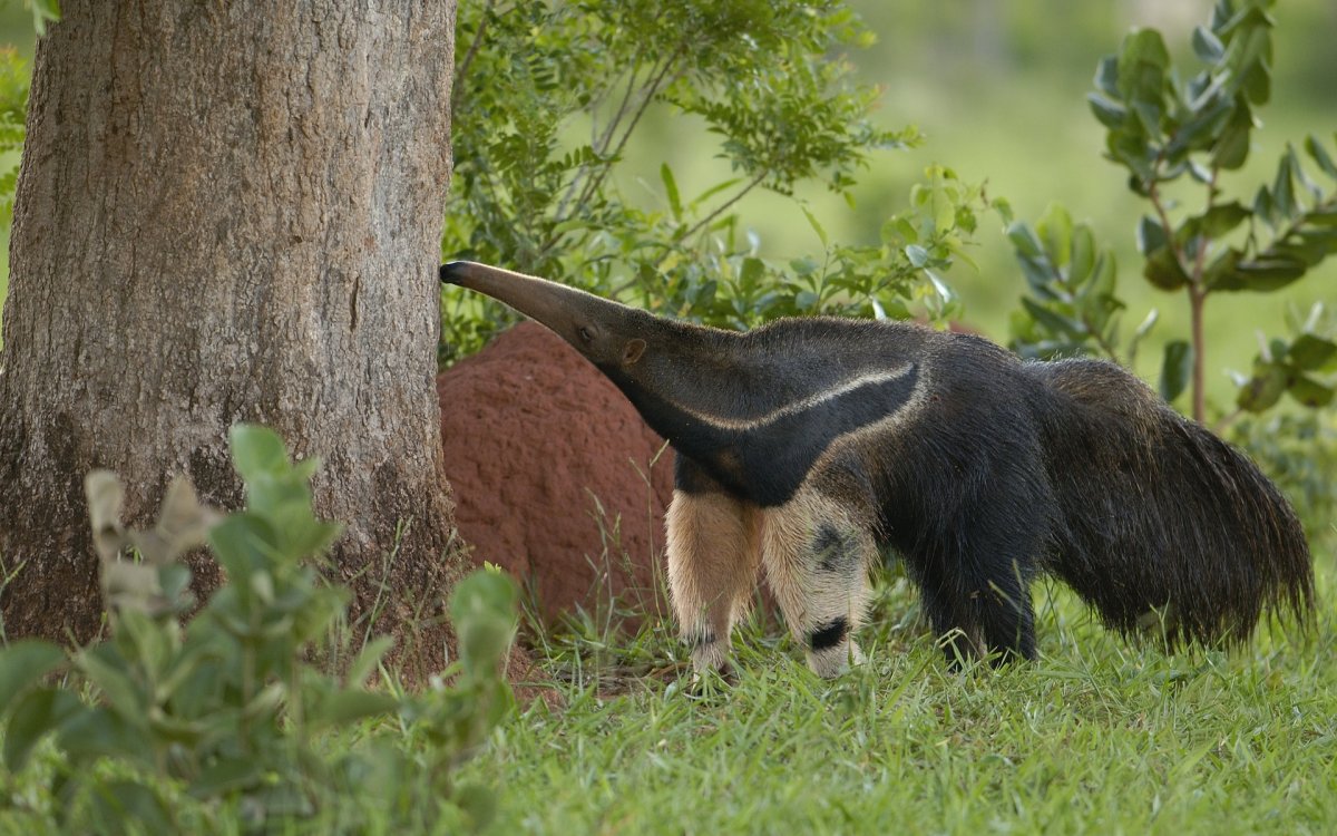 Муравьед и термитник
