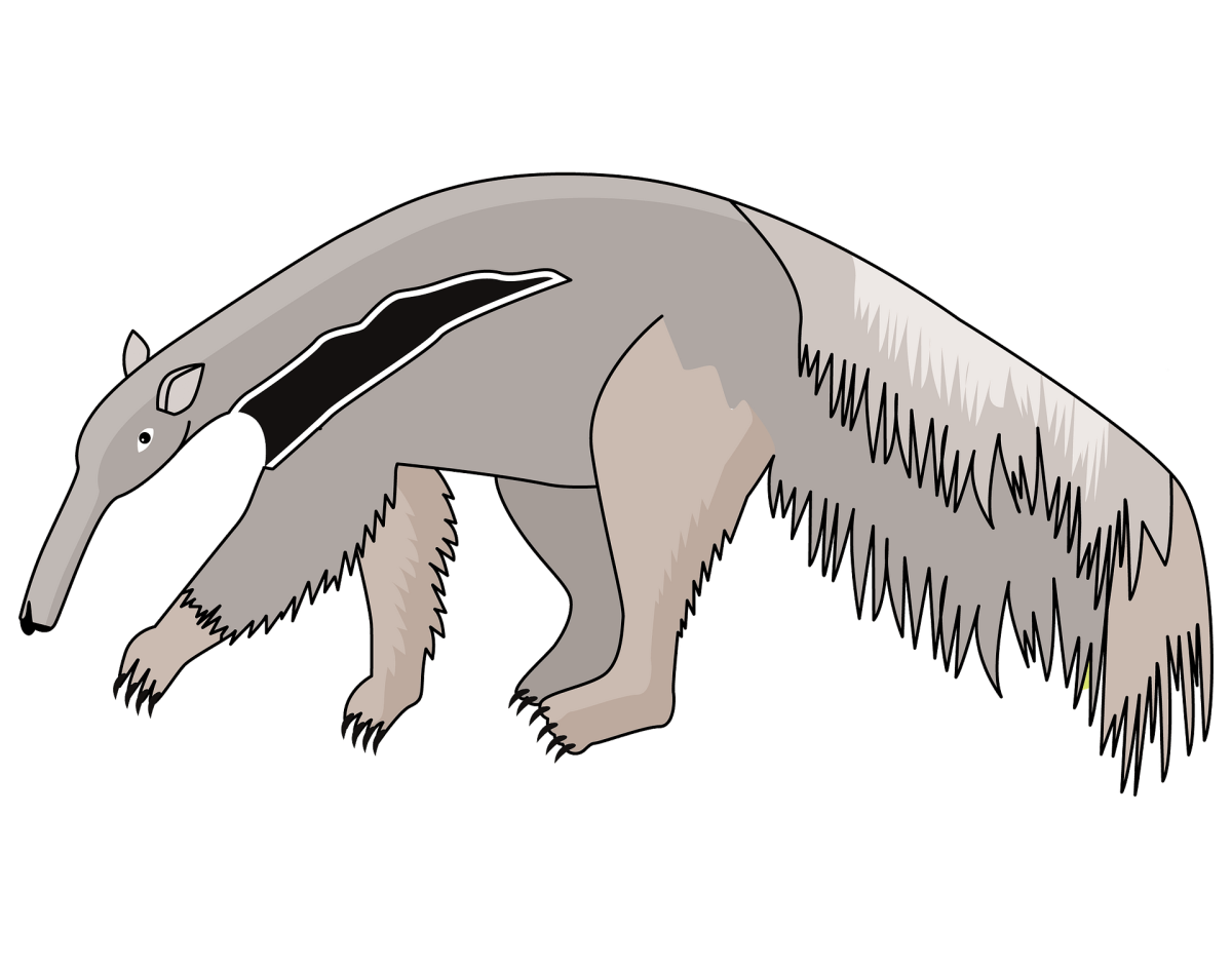 Муравьед на прозрачном фоне