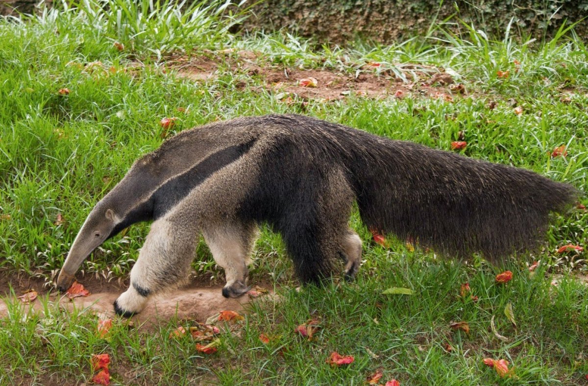 Гигантский муравьед