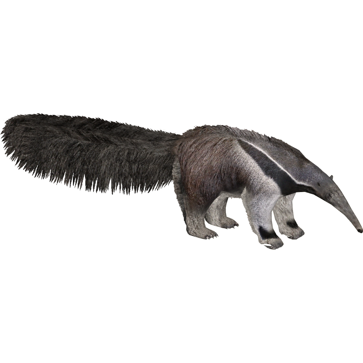 Гигантский муравьед