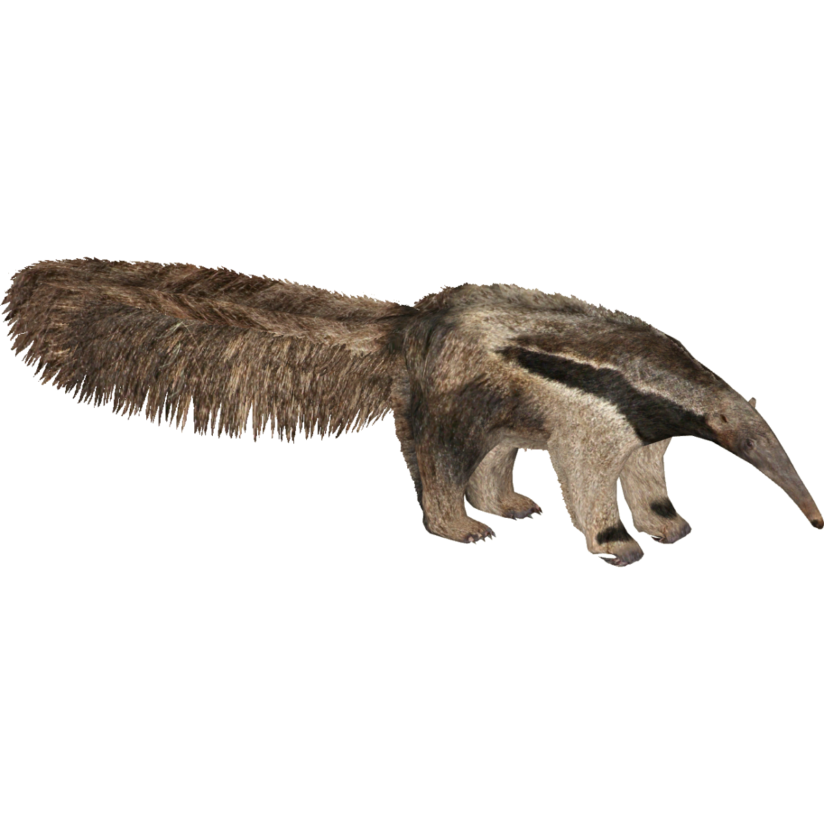 Муравьед без фона