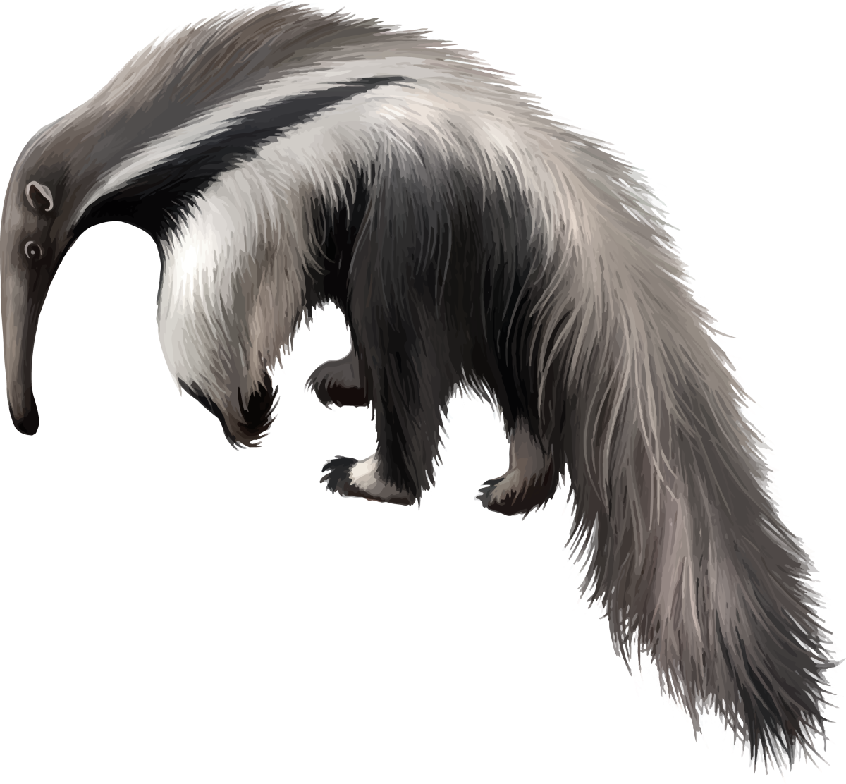 Гигантский муравьед