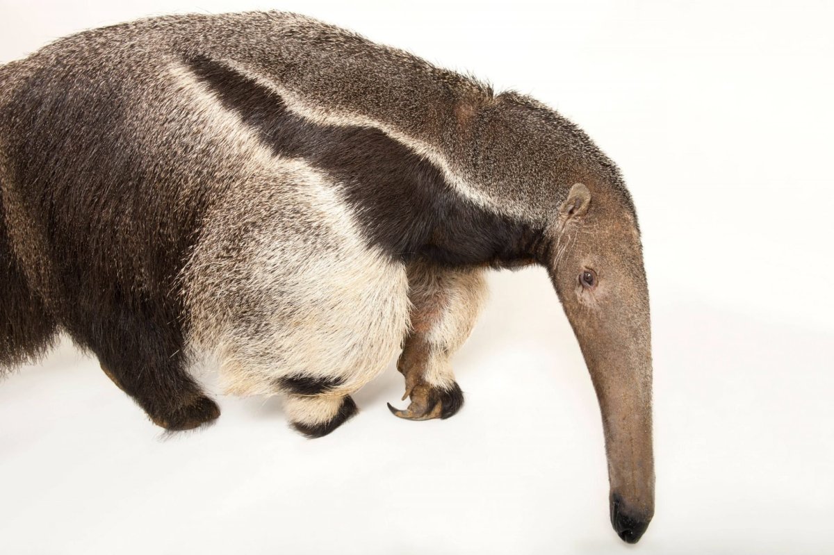 Myrmecophaga tridactyla
