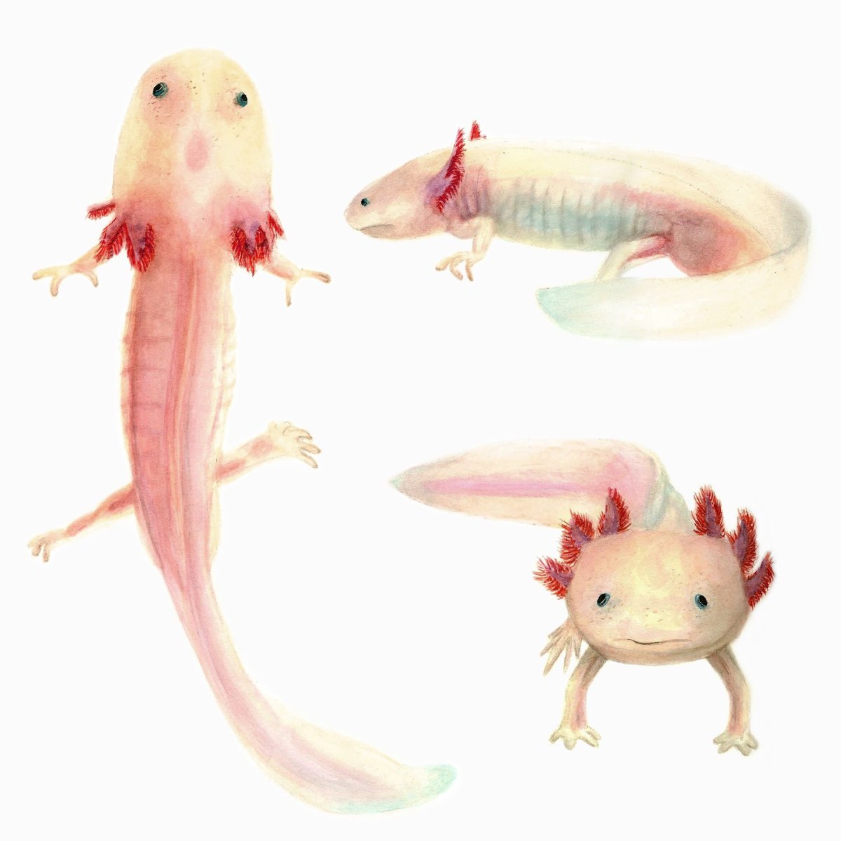 Аксолотль сбоку