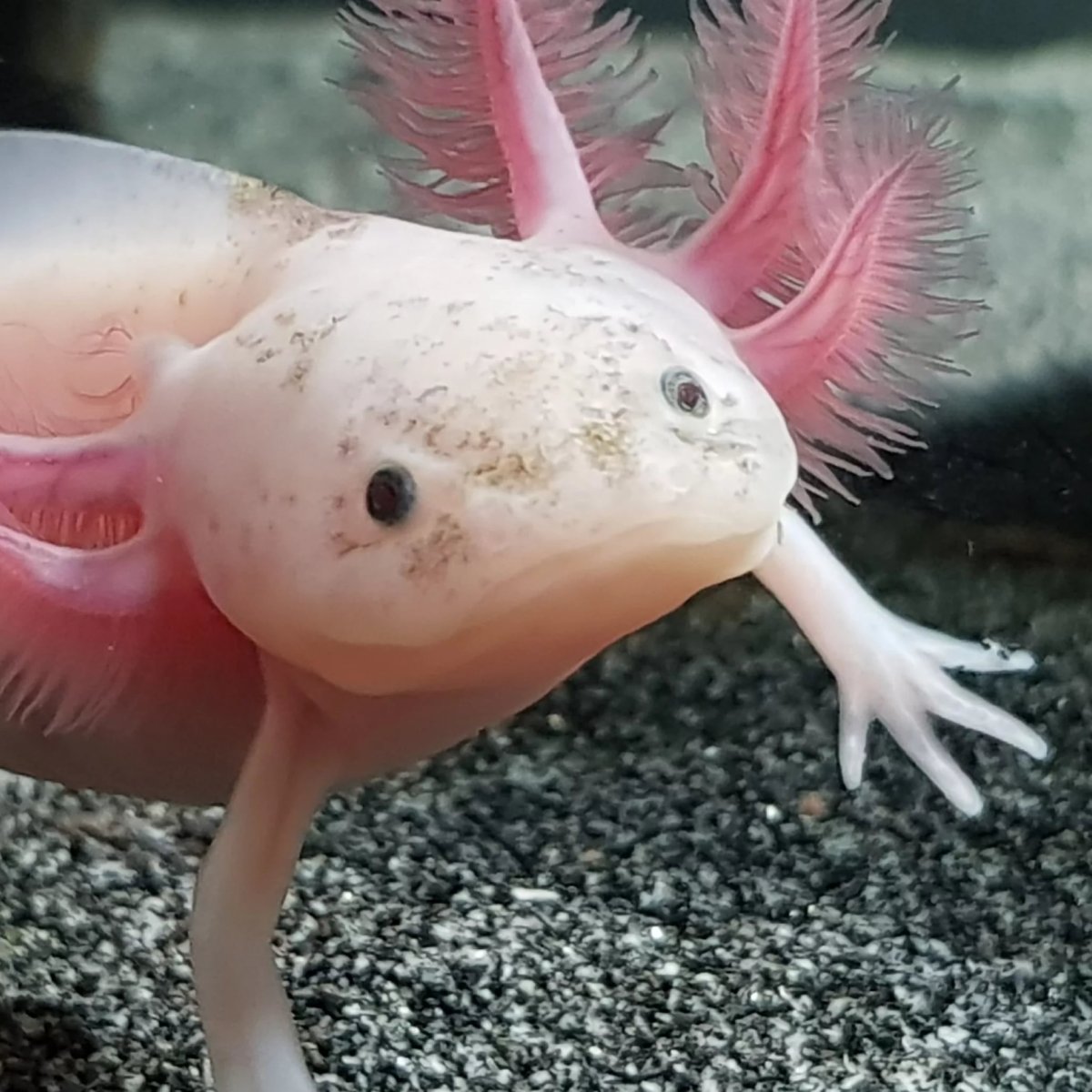 Аксолотль альбинос