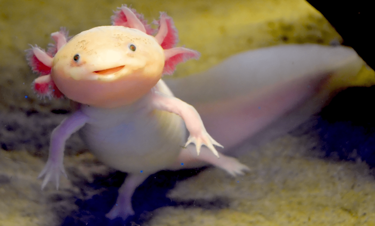 Аксолотль ФОРТНАЙТ