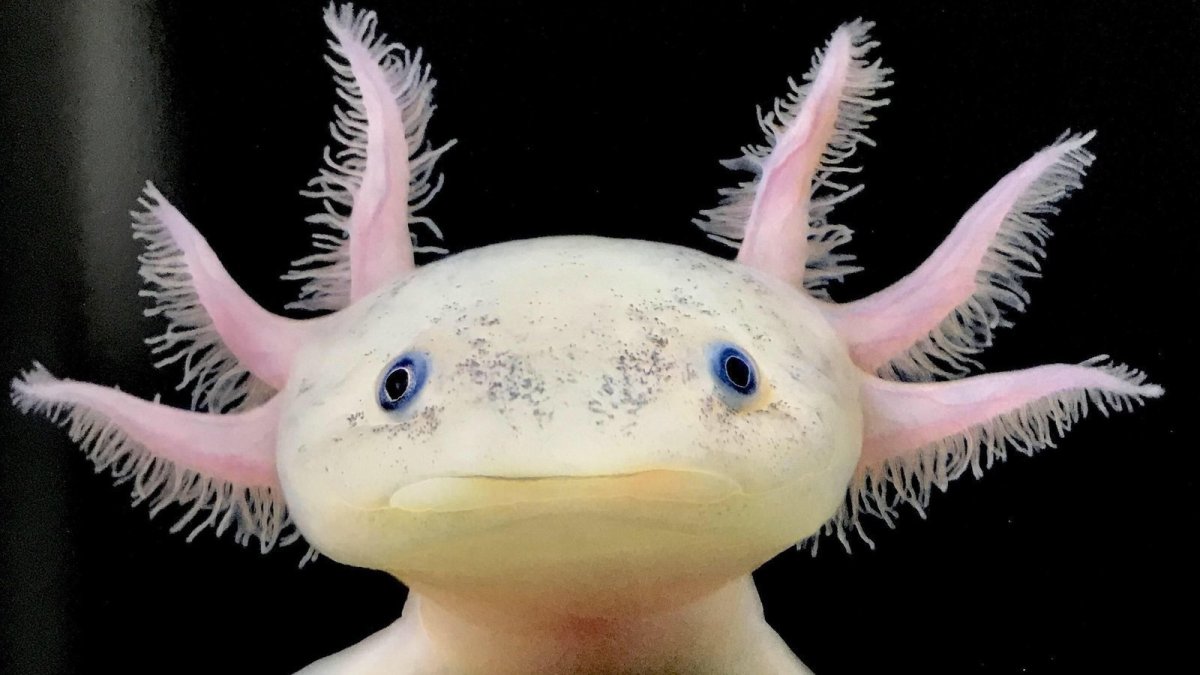 Саламандра аксолотль