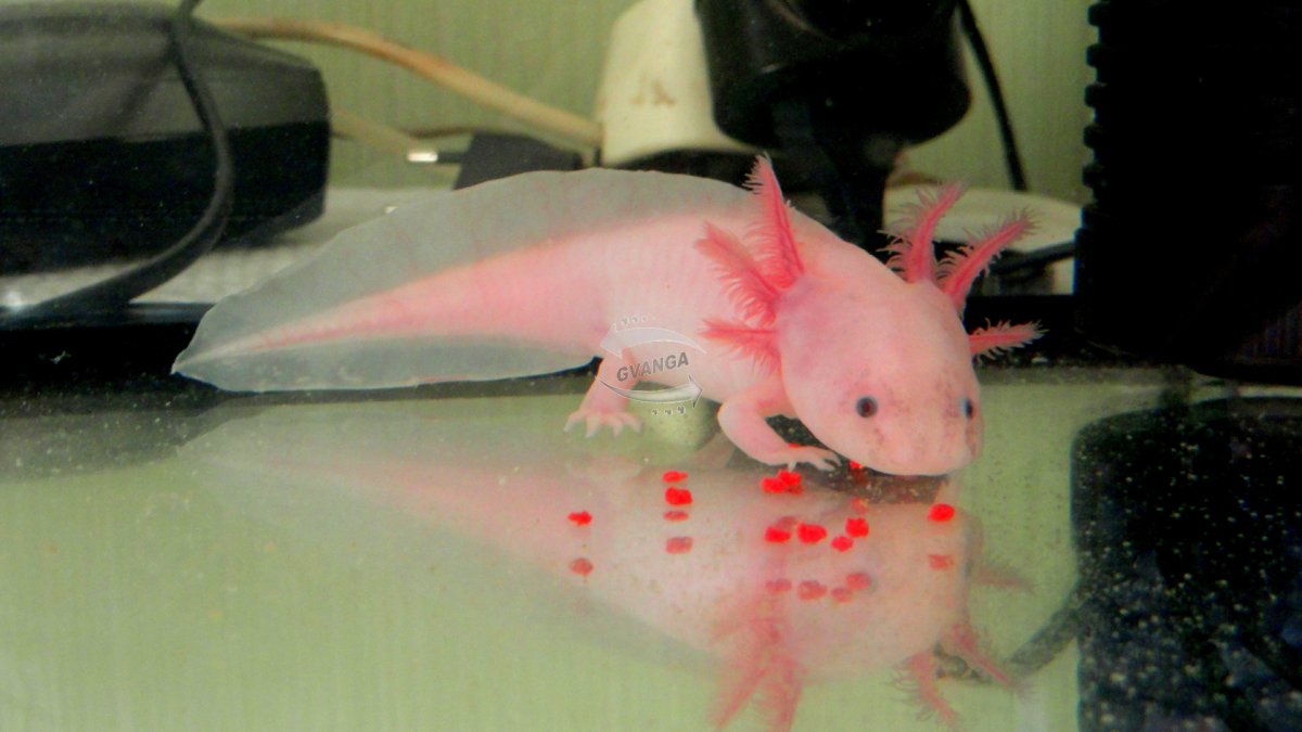 Аксолотль в реальной жизни