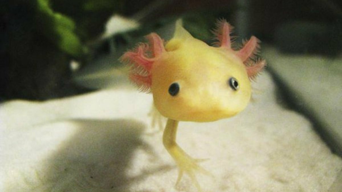 Спаривание аксолотлей