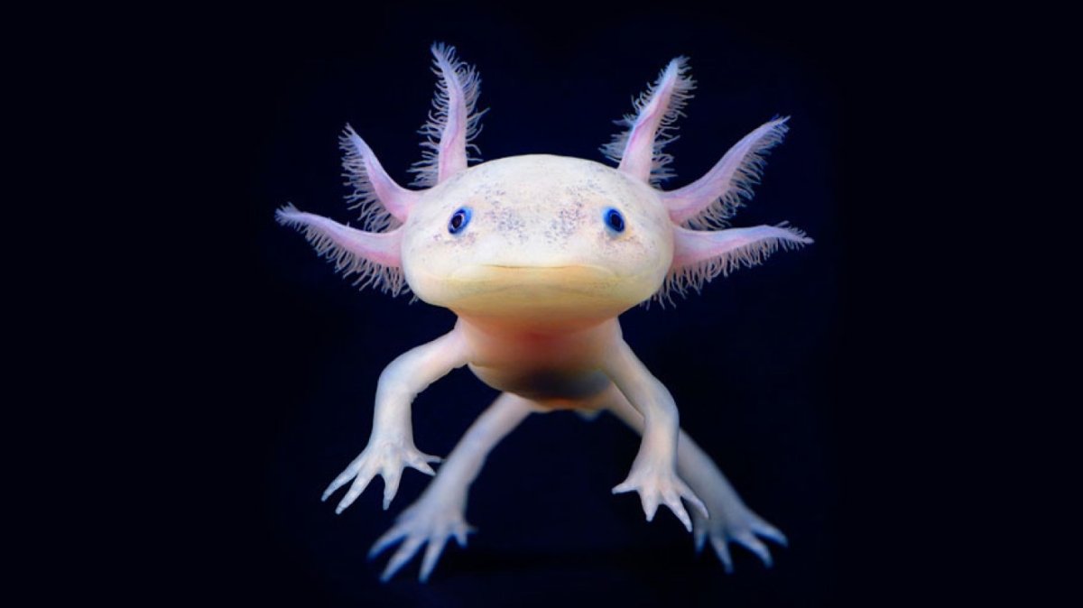 Тритон аквариумный аксолотль