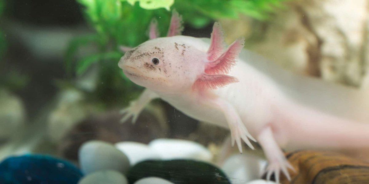 Аквариумная рыбка аксолотль