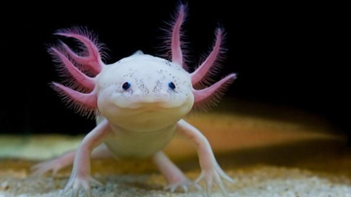 Аксолотль золотой