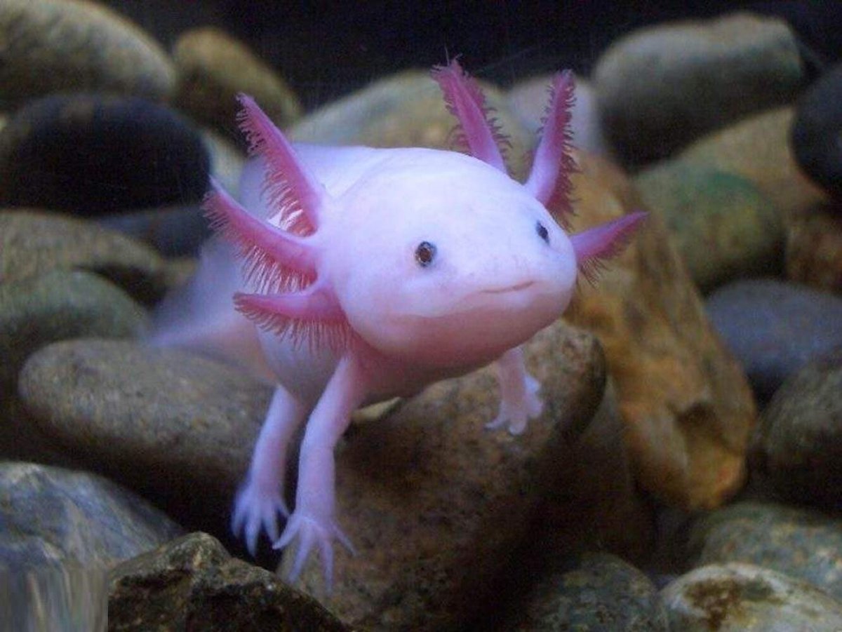 Аксолотль валяный