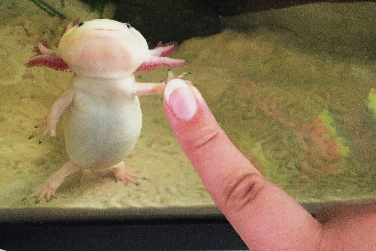 Аксолотль золотой дракон