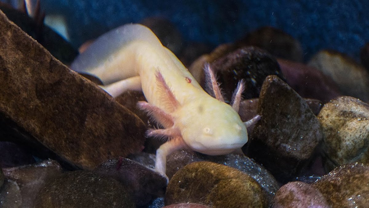 Золотистый аксолотль