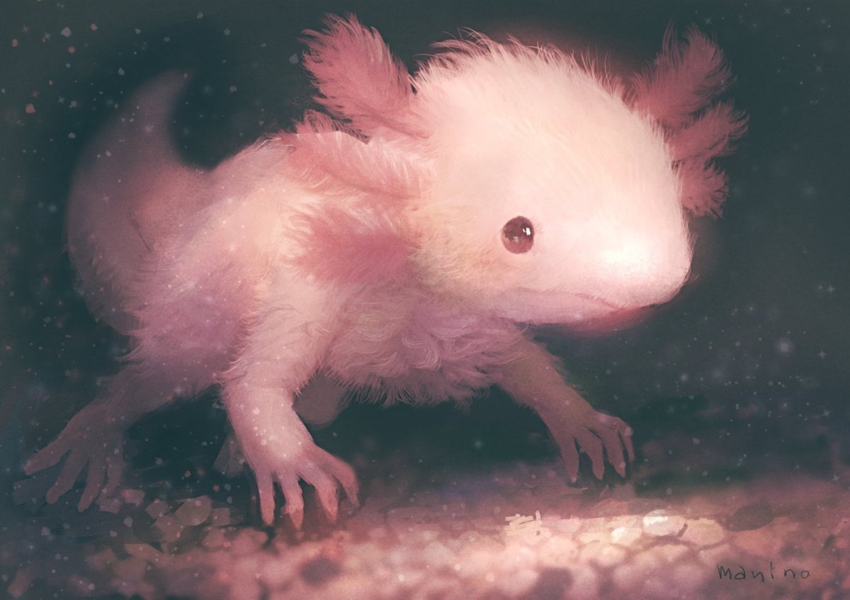 Аксолотль личинка амбистомы