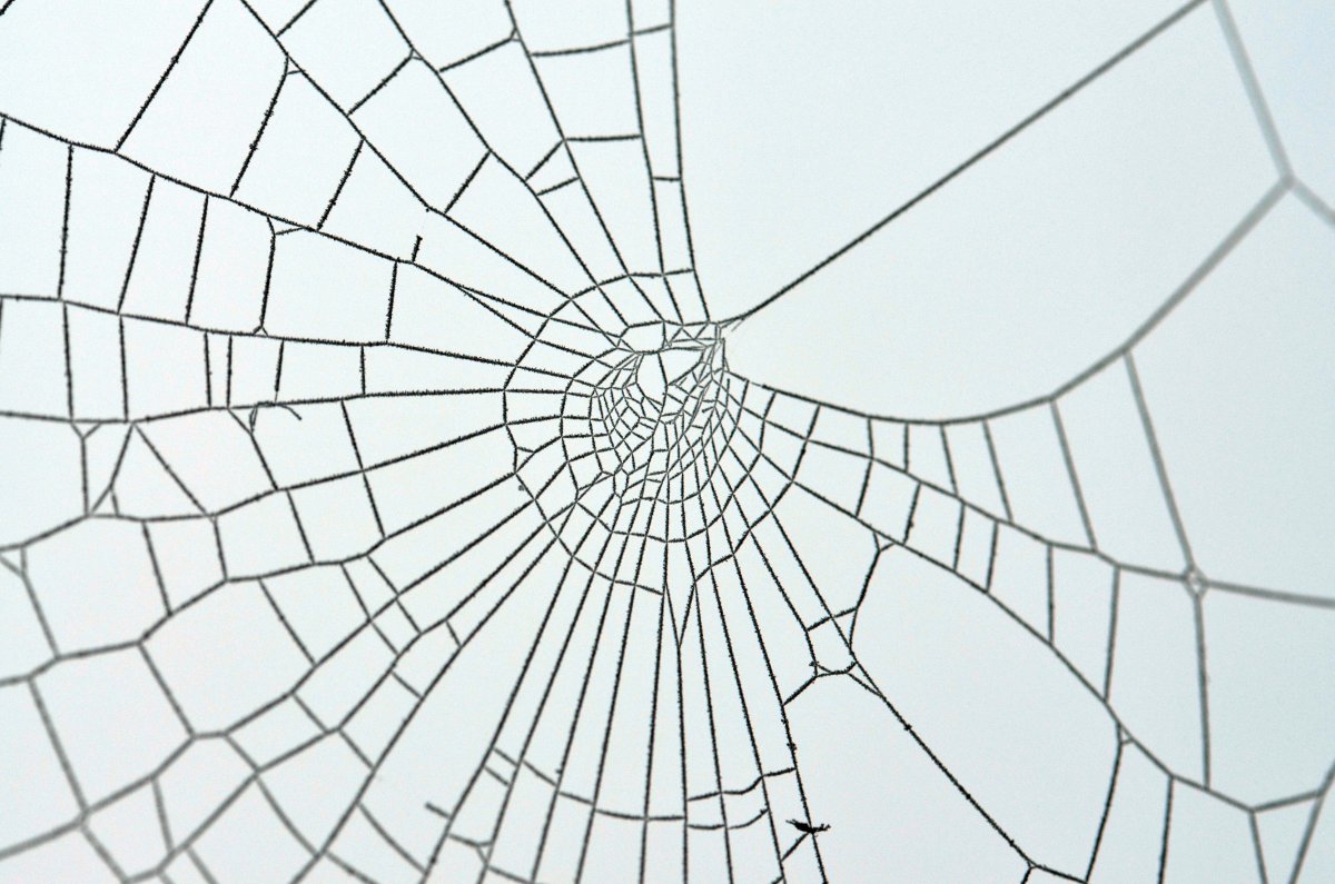 Паутина Графика