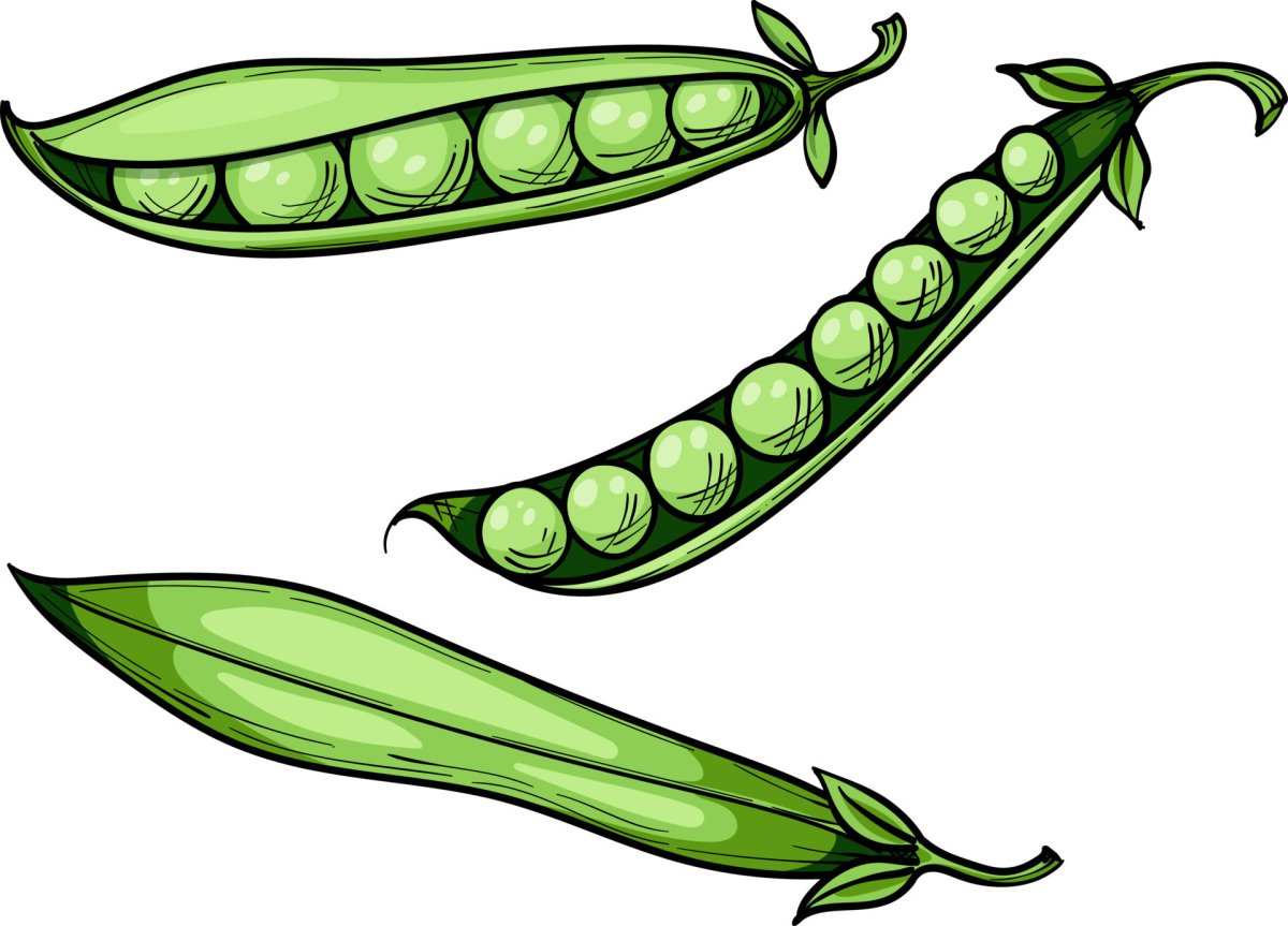 Стручок гороха рисунок