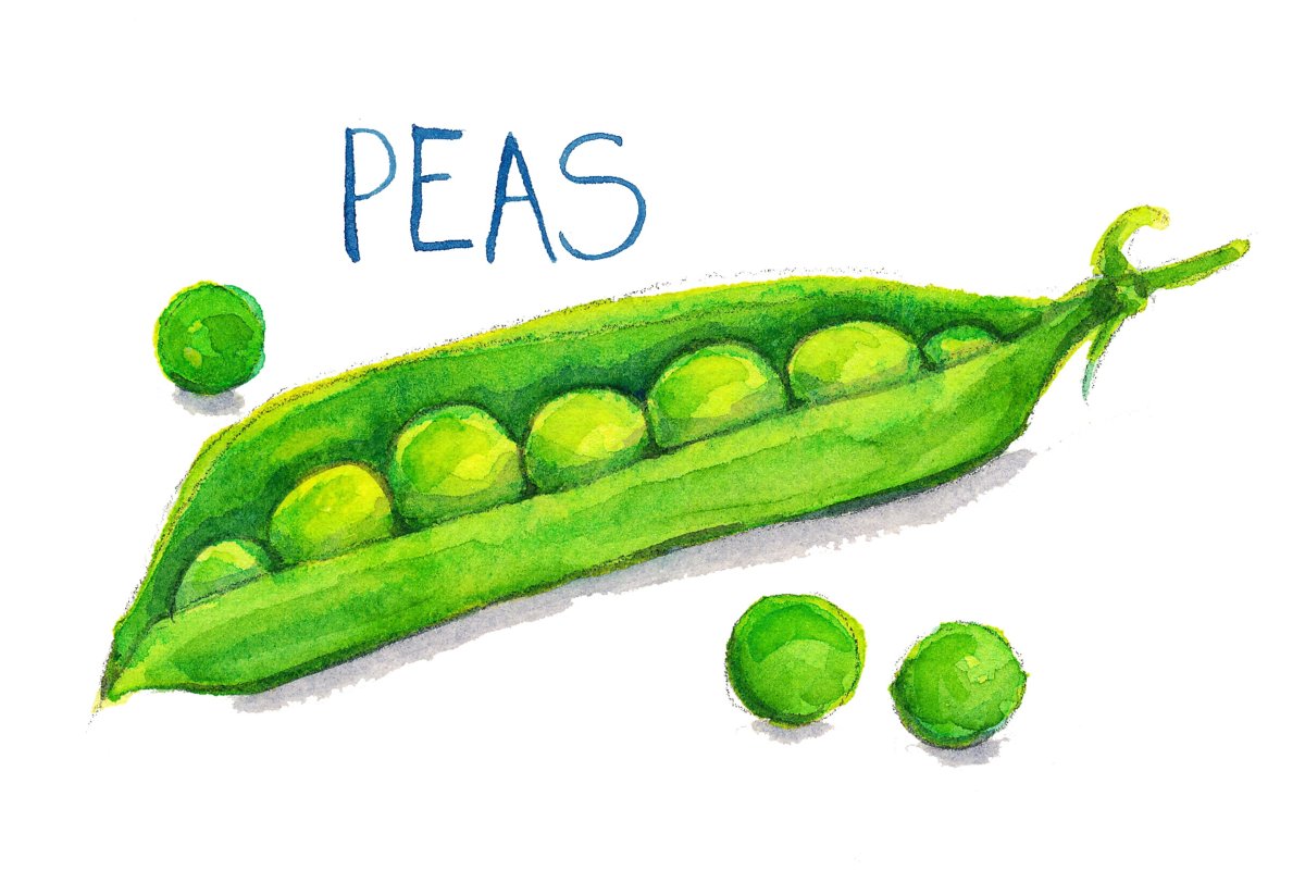 Горох рисунок для детей