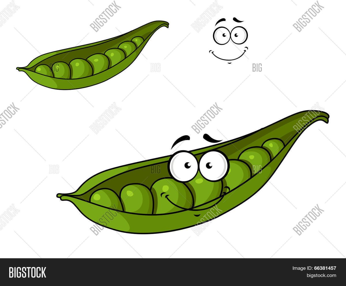 Стручок горошка рисунок