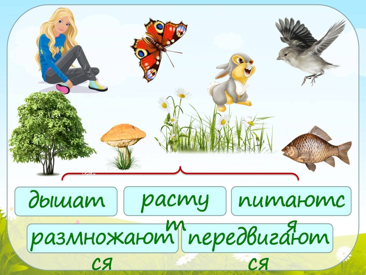 Адриан Мюррей фотограф