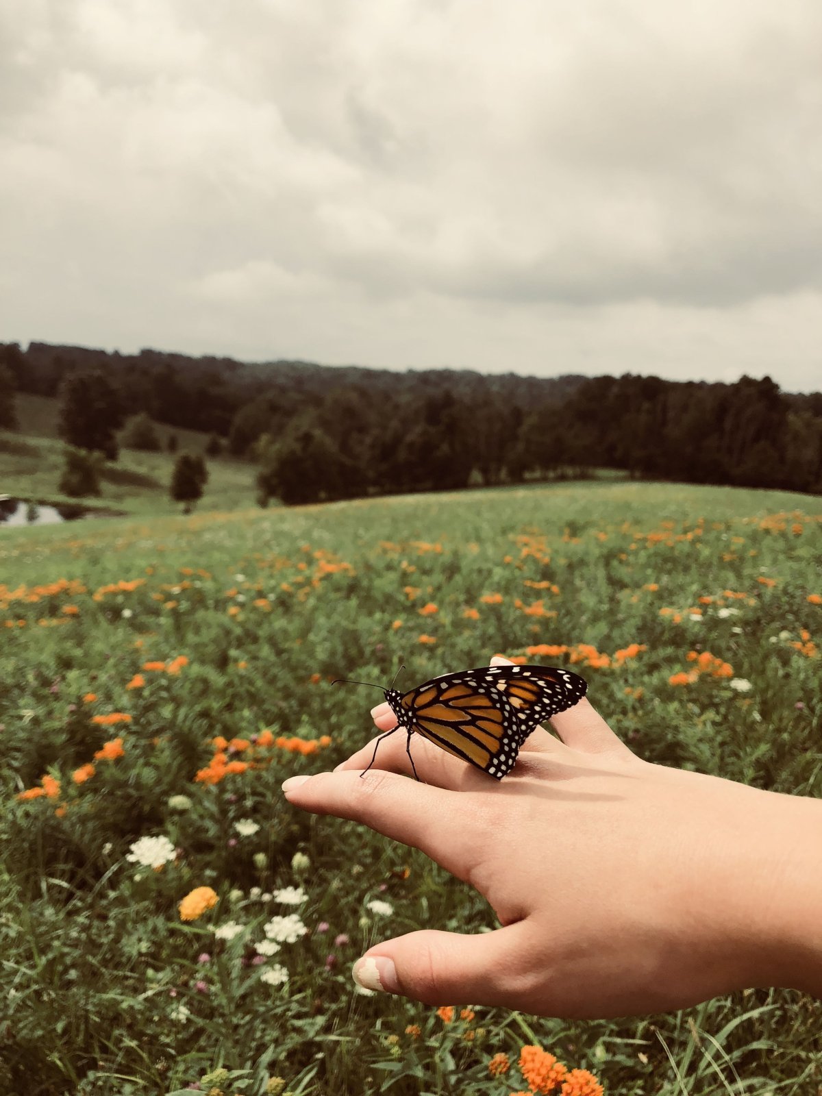 Дидактическая игра чей домик для детей 3-4 лет