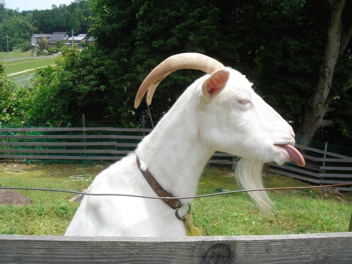 Красивый козел с челкой мэм