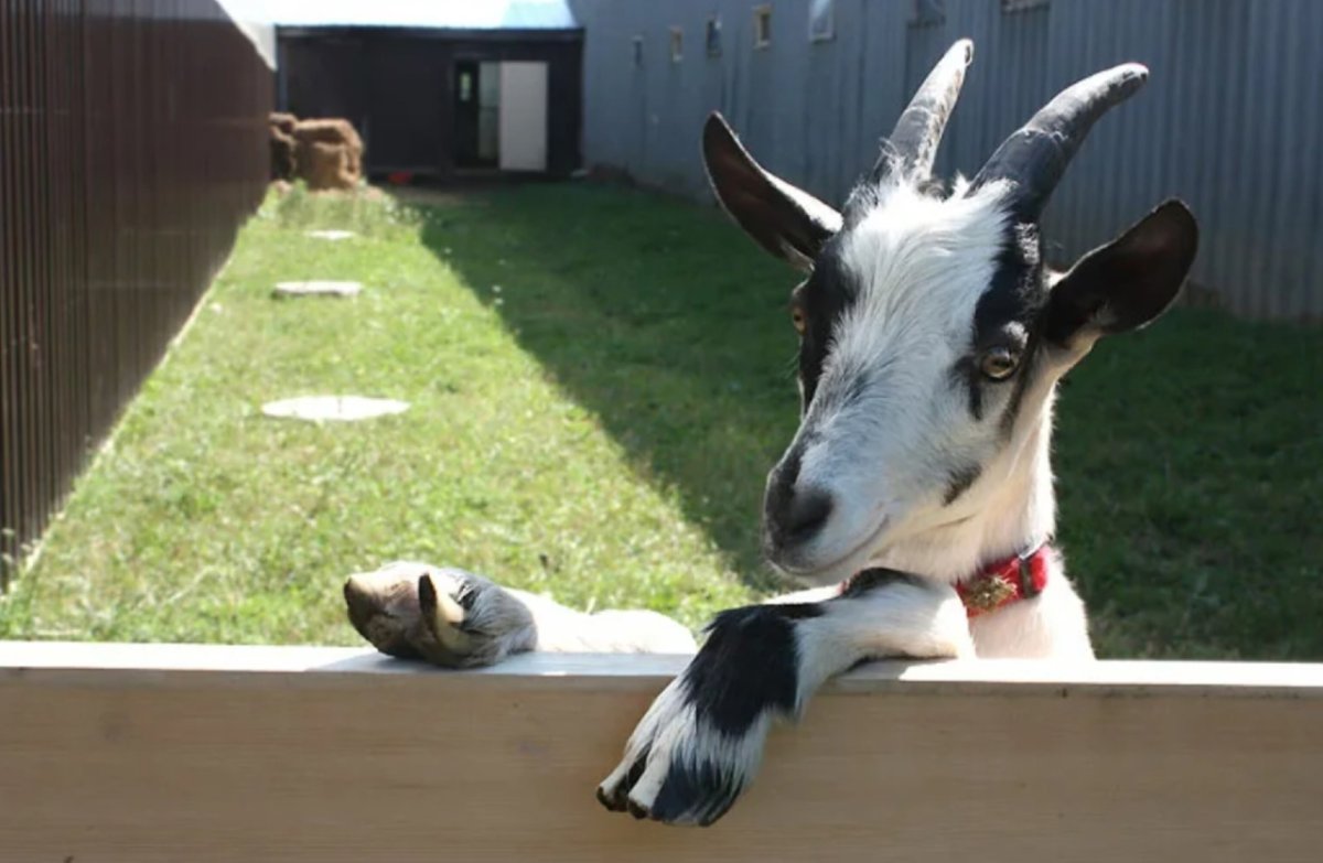 Козел вонючий