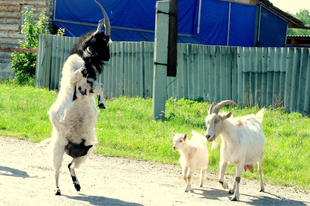 Тупой козел