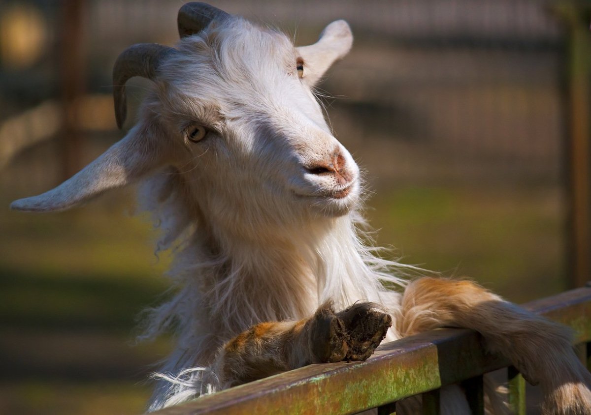 Смешная коза