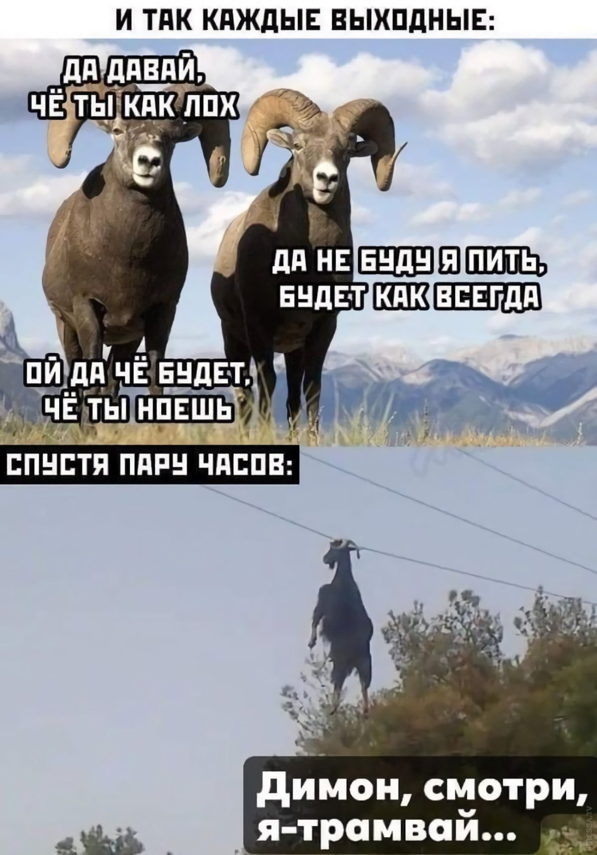 Горный козел мемы