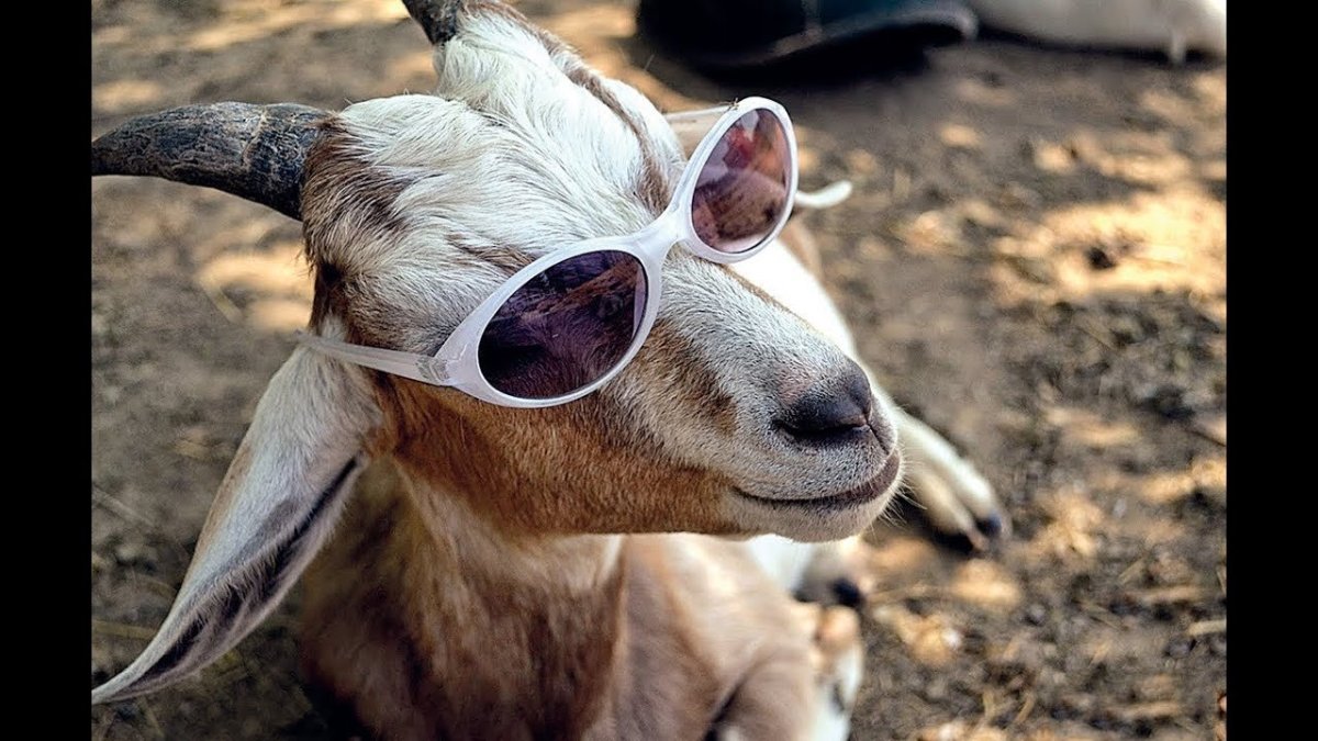 Смешной козел