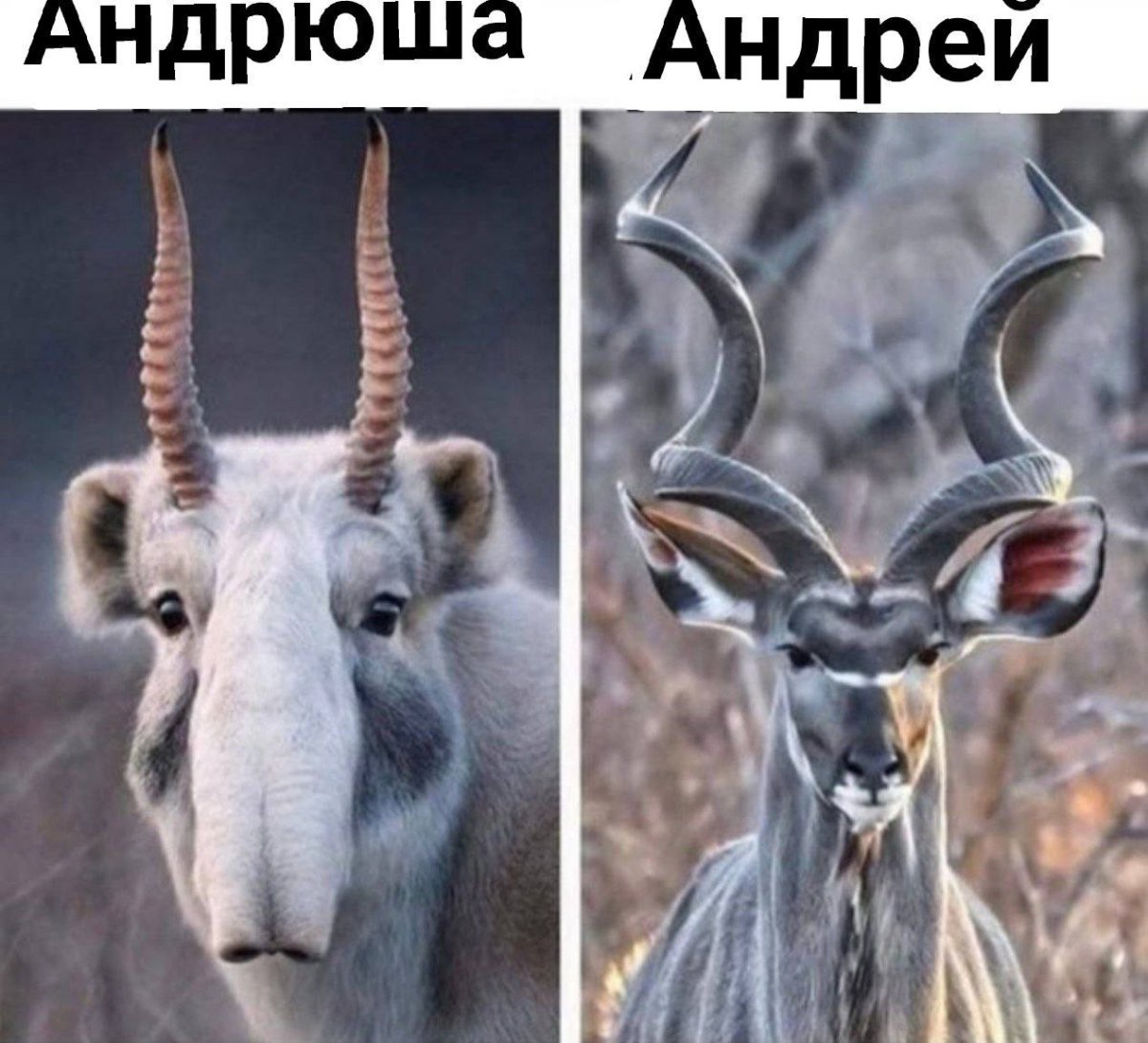 Смешная коза рисунок