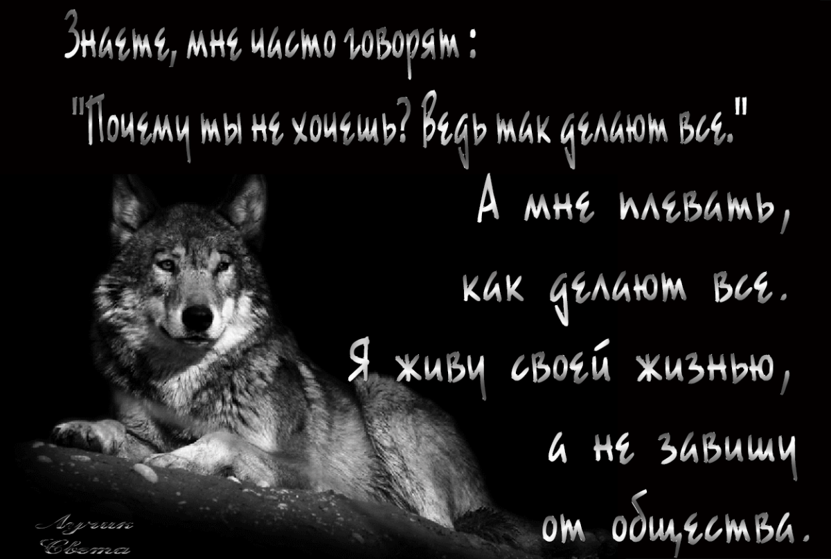 Волки цитаты в картинках
