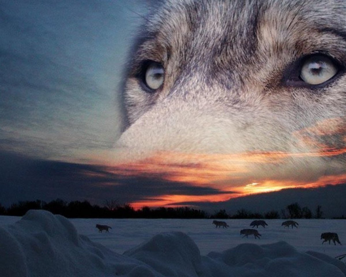 Одинокий волк одинокий волк