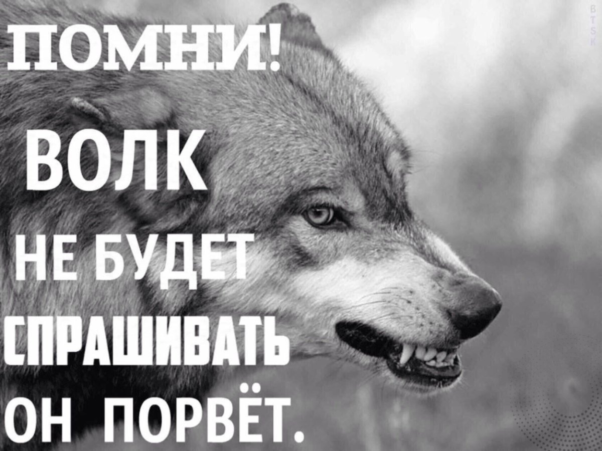 Открытка с волком с днем рождения