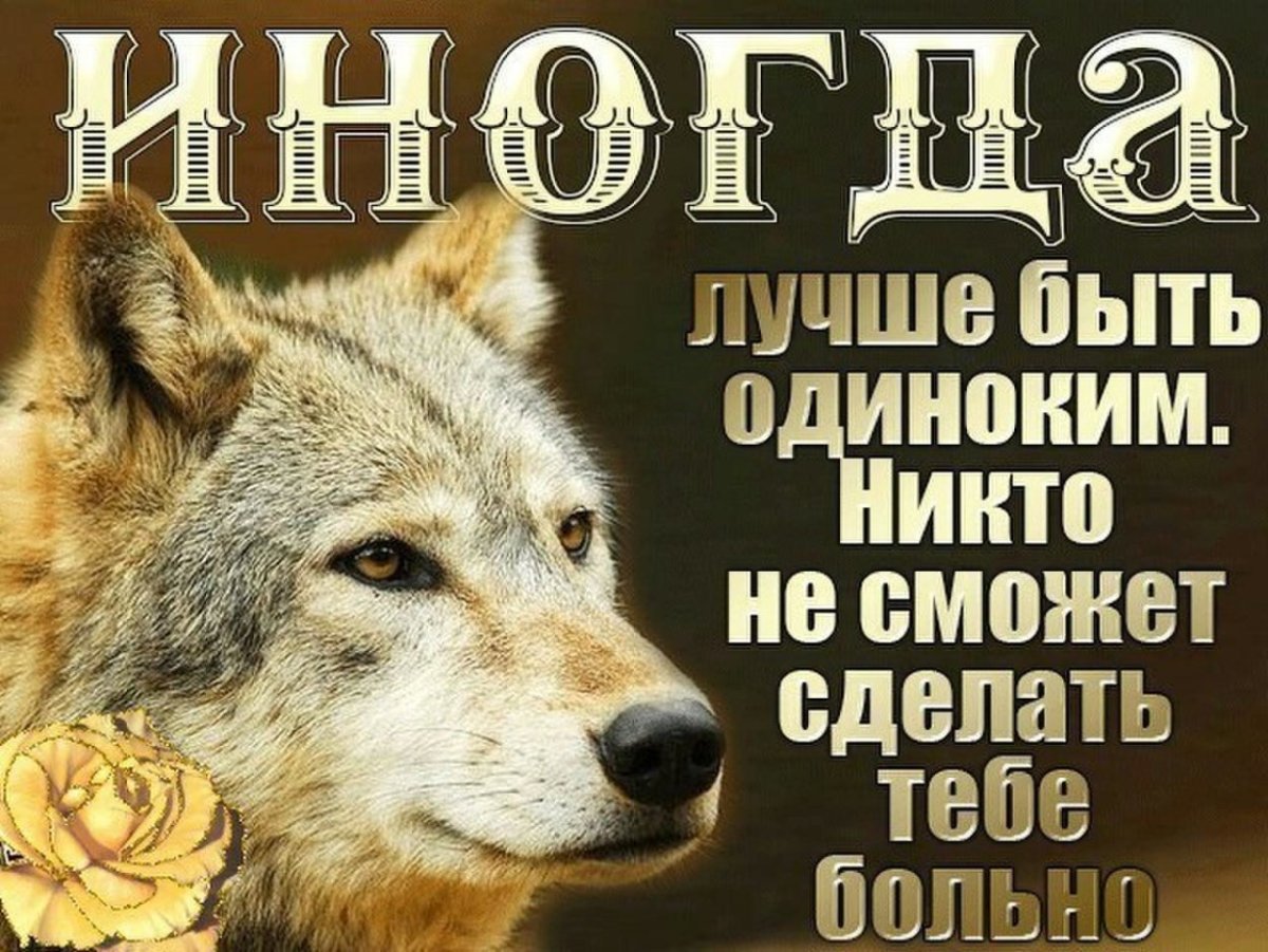 Волк умные цитаты