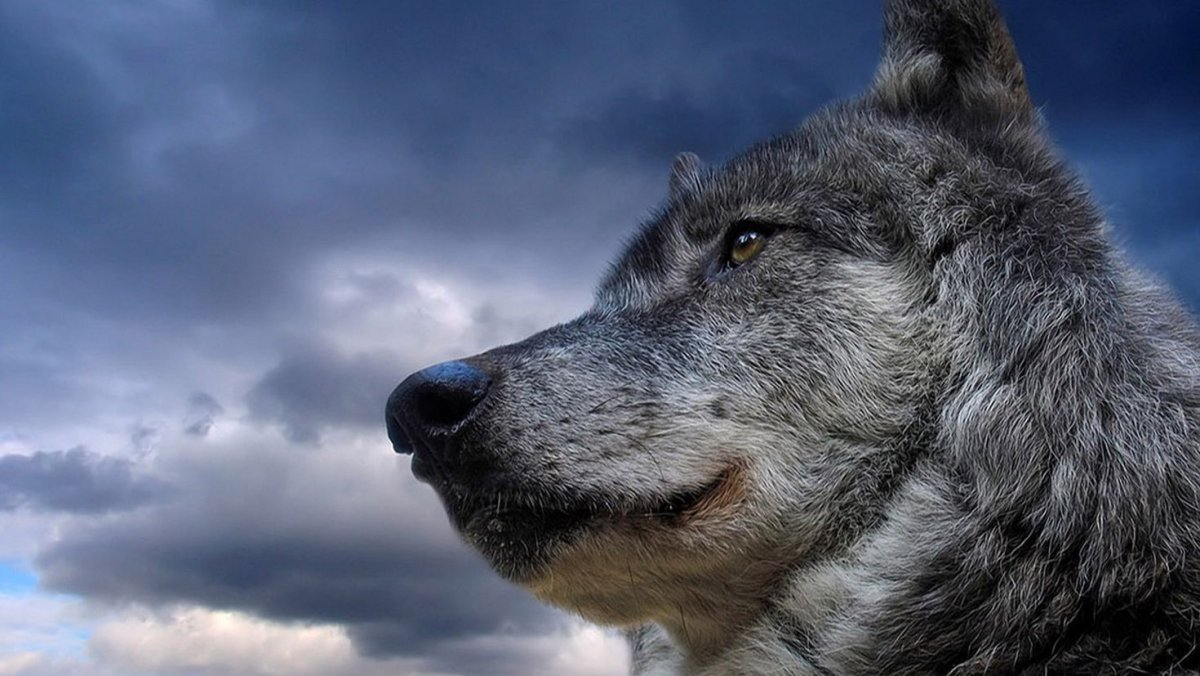 Статусы про Волков