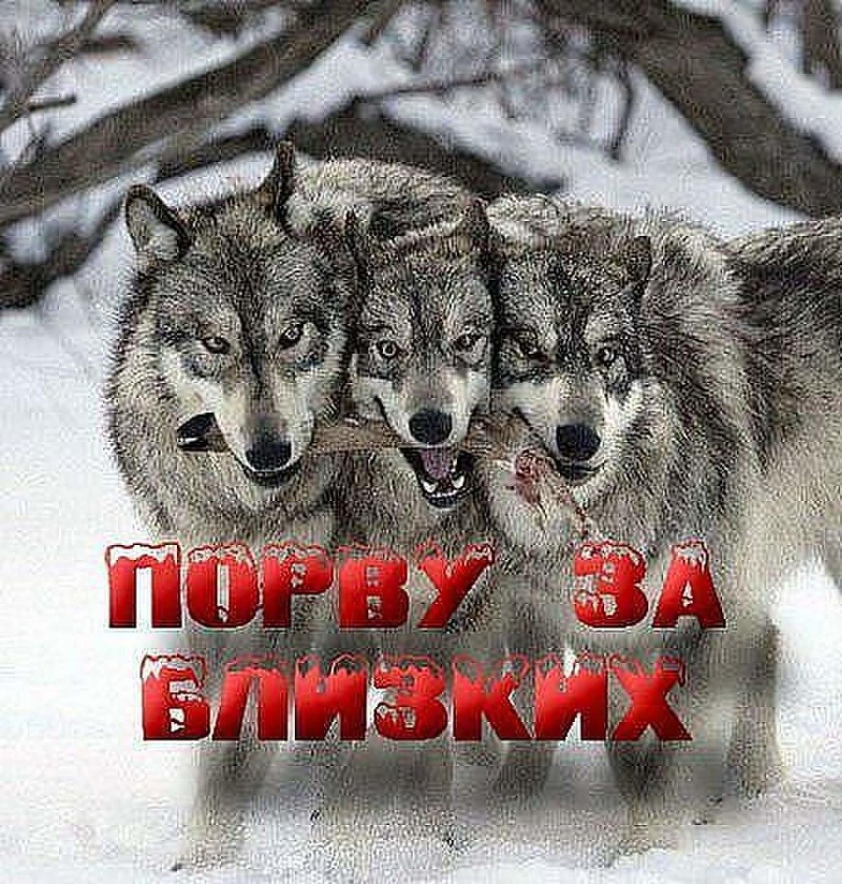 Статусы про Волков