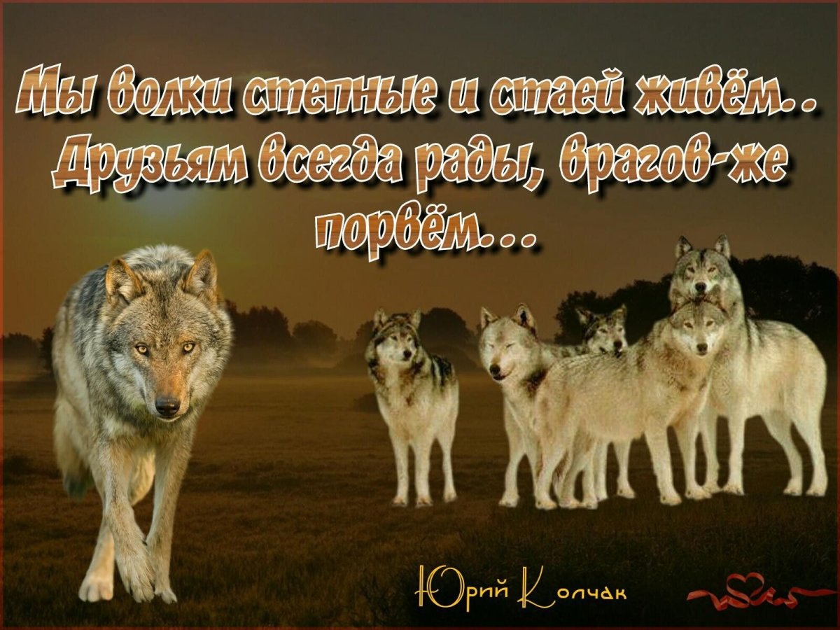 Волк предательство