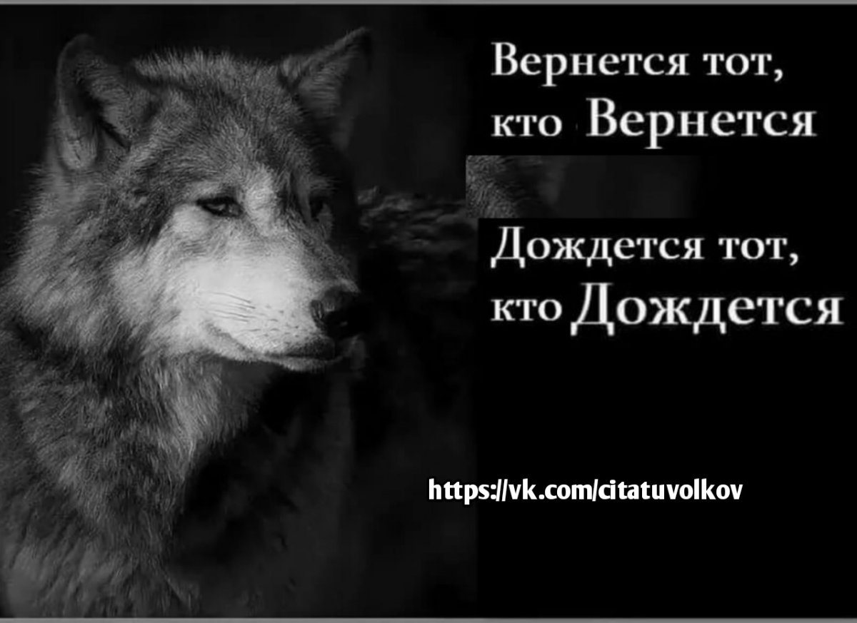 Цитаты волка