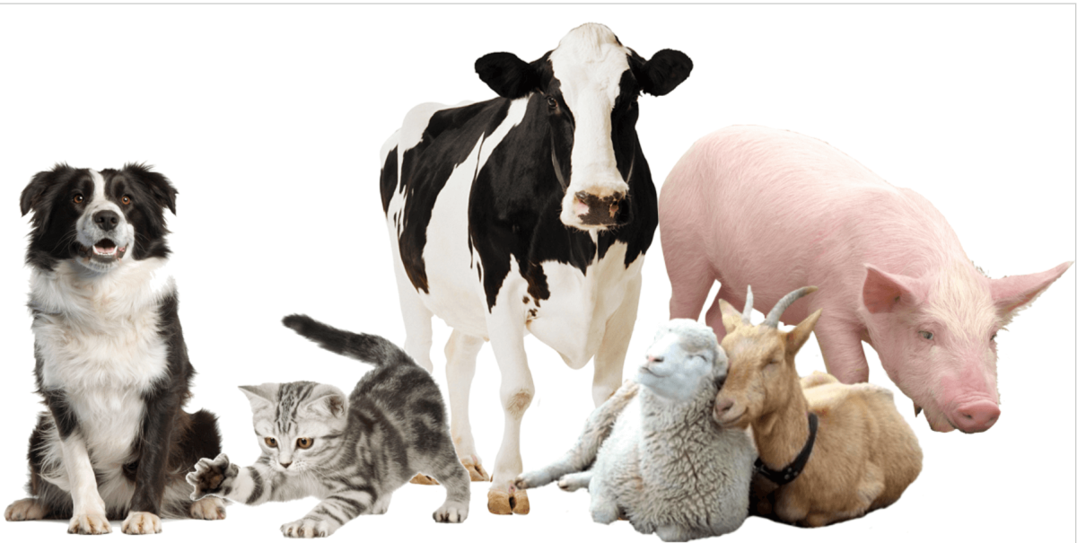 Домашние животные