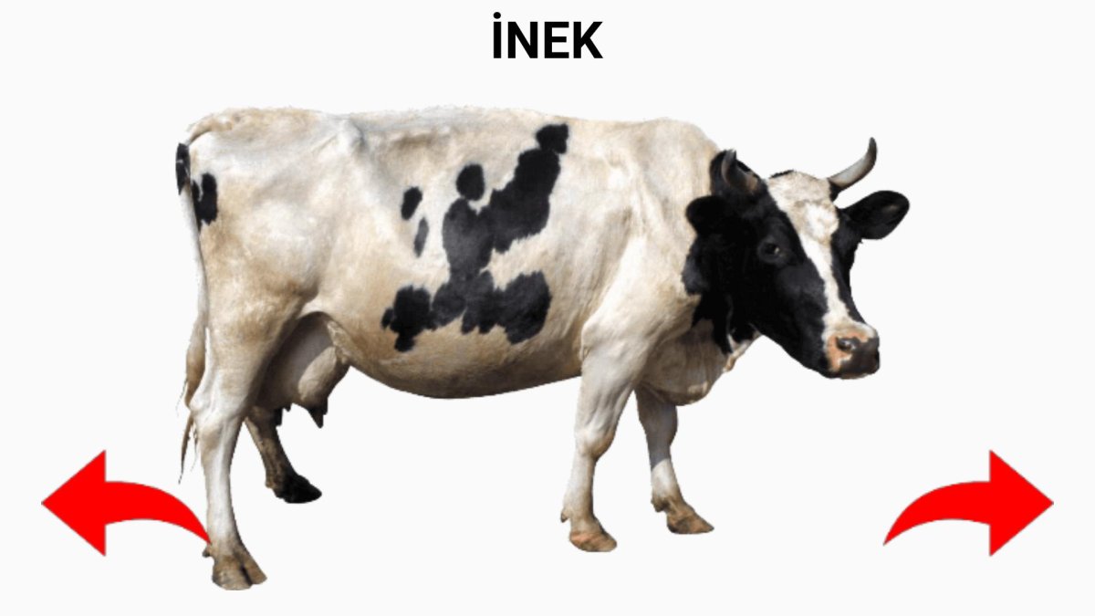 Домашние животные для детей корова