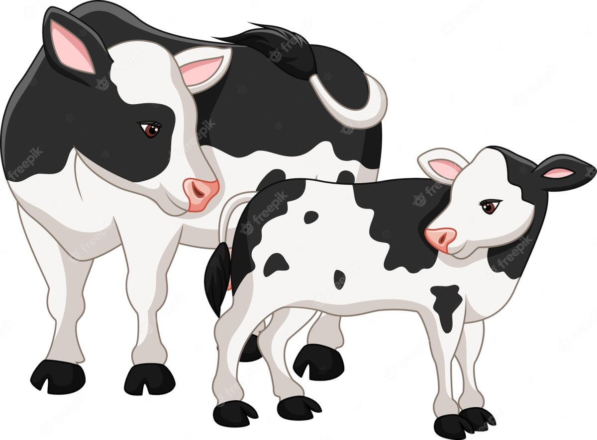 Корова с теленком на белом фоне