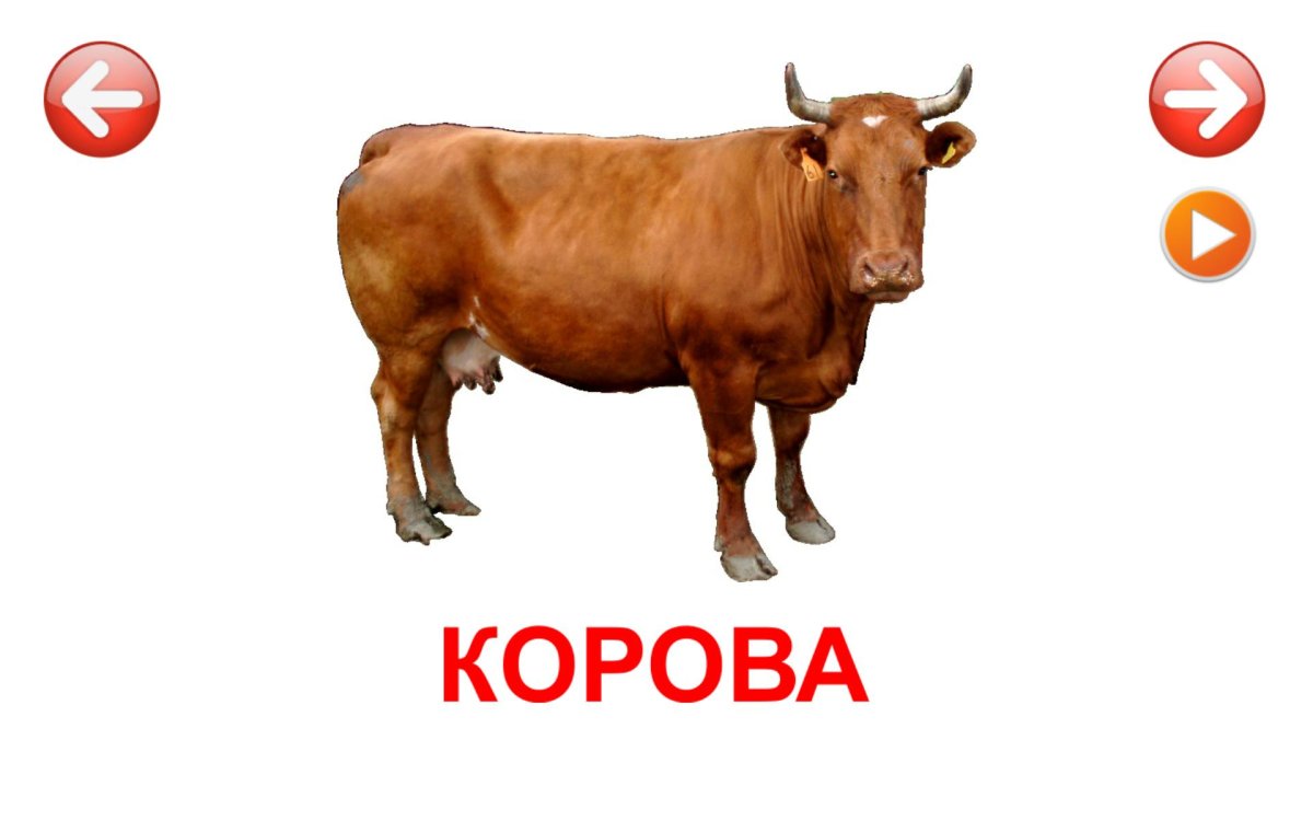 Карточки Домана корова