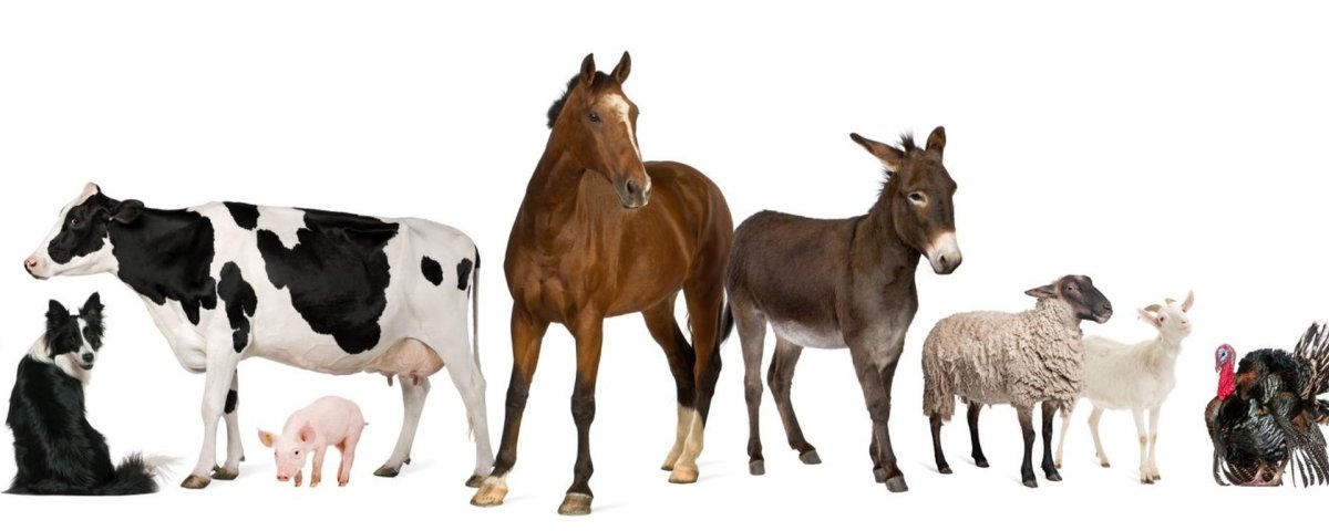 Сельскохозяйственные животные на прозрачном фоне