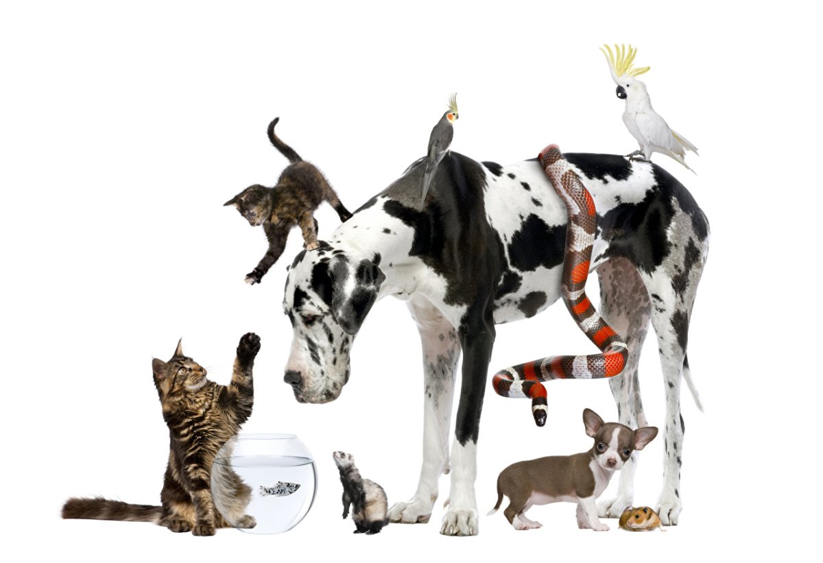Домашние животные вместе