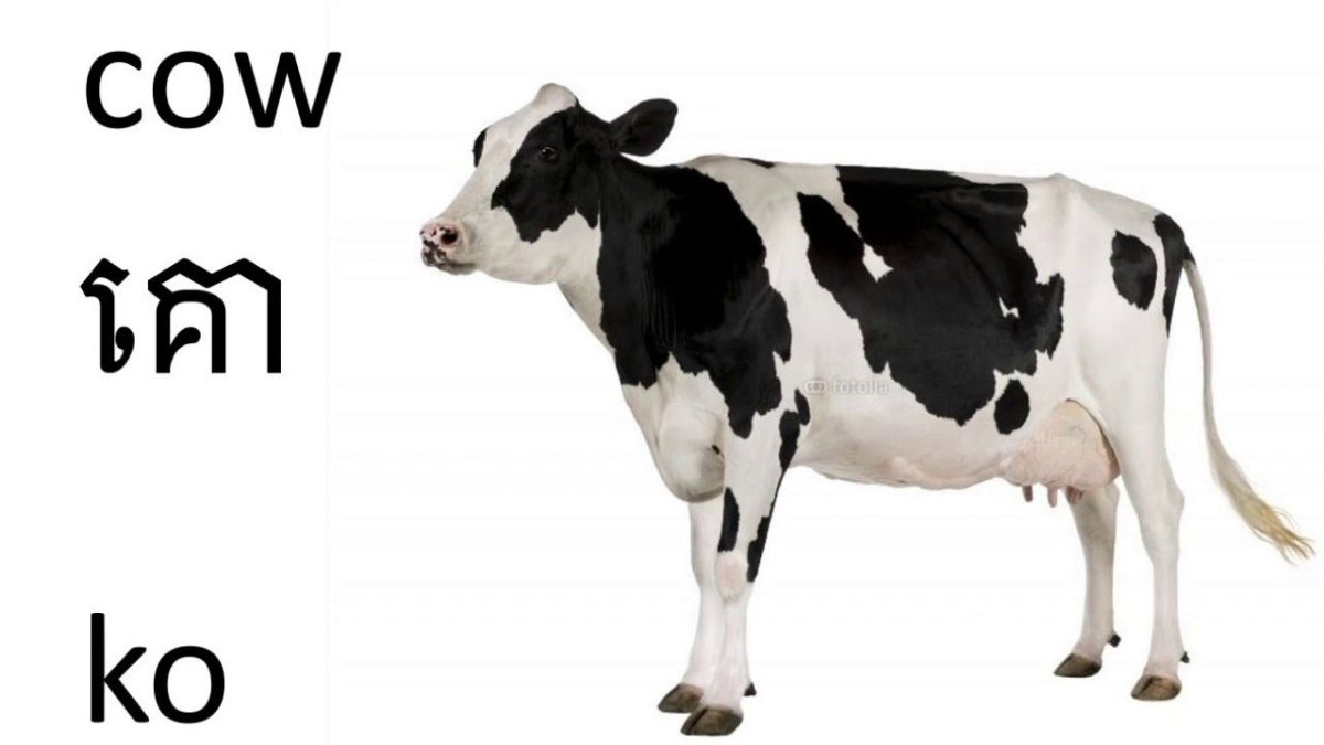 Красивая корова картинка на белом фоне