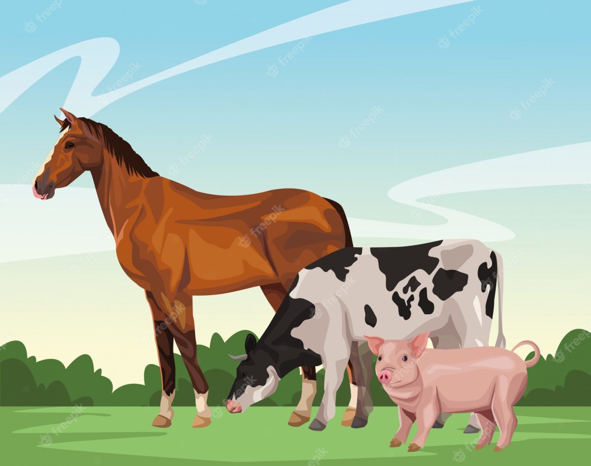 Корова свинья лошадь