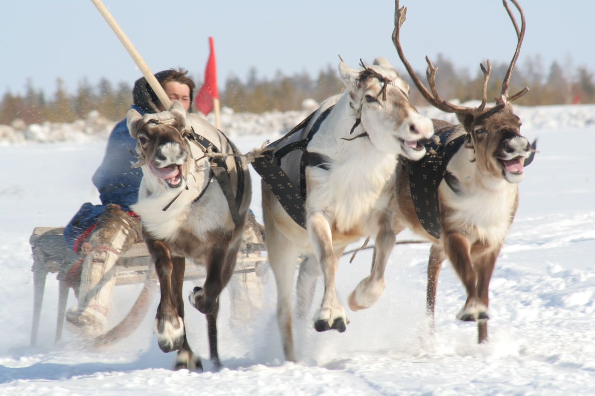 День оленевода праздник в Якутии